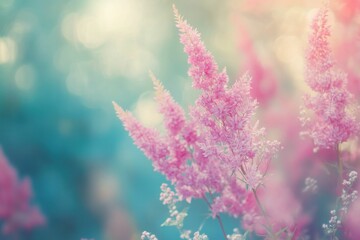 Obraz premium Astilbe Flower Blooming in Beautiful Garden Background with Pink Feathery Plumes