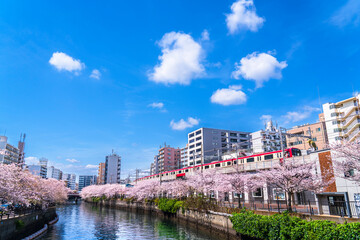 青空広がる大岡川の春の風景　桜咲く川沿いを走る京急線【神奈川県・横浜市】