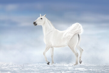 White horse run fast in snow