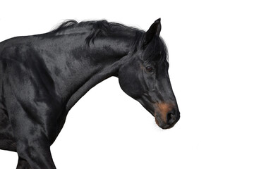 Horse portrait on white