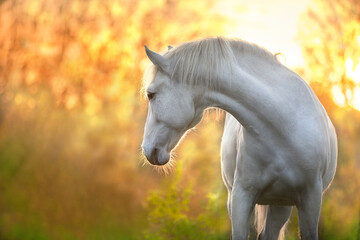 horse in the field