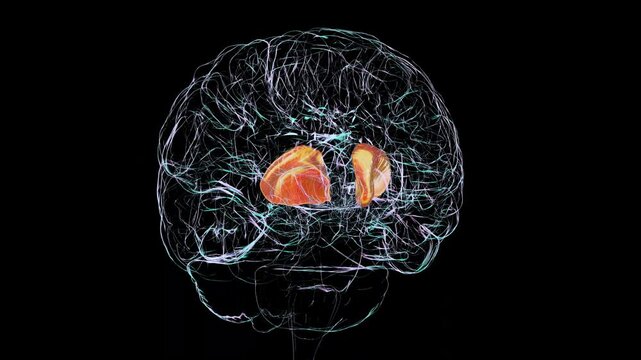 Internal capsule of human brain, animation