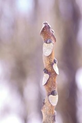 ニワウルシの葉痕