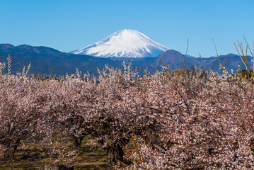 小田原市曽我梅林から青空と朝の富士山