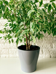 Beautiful lush ficus benjamin in a pot at home. Houseplants concept.