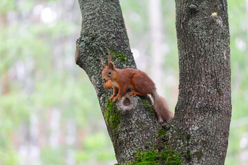 Squirrel with a nut on a tree in a city park