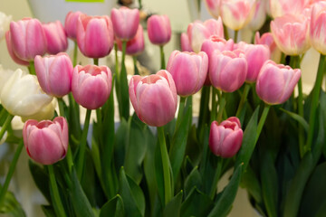 Fototapeta premium Beautiful tulips of a flower shop