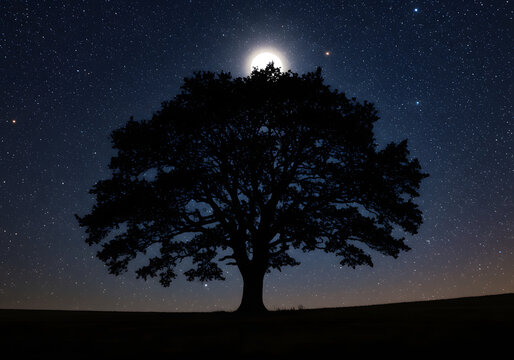 Silhouette of a tree against a starry night sky - Powered by Adobe