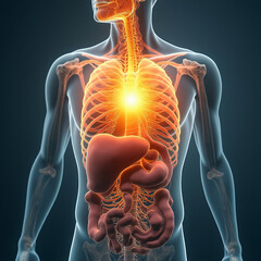 a rising sun inside a transparent human torso symbolizing energy renewal