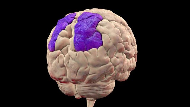Superior parietal gyri of human brain, animation