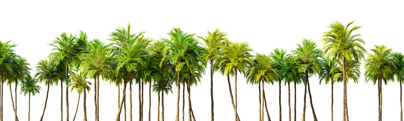 Obraz premium Row of palm trees on transparent background. 3D rendering illustration