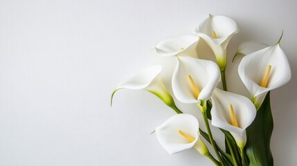 Fototapeta premium Several elegant white calla lilies displayed against a white backdrop