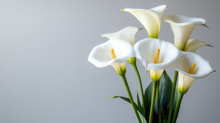 A beautiful bouquet of white calla lilies presented on display
