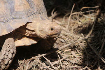 Obraz premium African Sulcata Tortoise Natural Habitat,Close up African spurred tortoise resting, cute animal