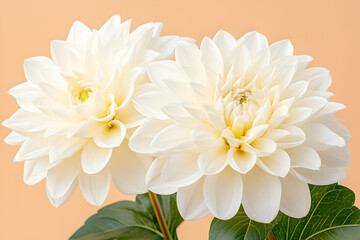 Two white dahlias bloom on a peach background; perfect for greeting cards or websites