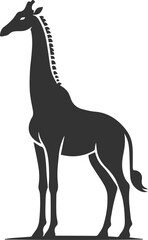Giraffe standing still with its tail slightly curled vector silhouette