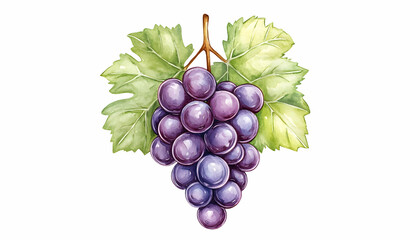 Fototapeta premium Watercolor painting of red grapes with leaves; perfect for wine labels or food illustrations