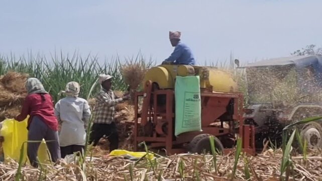 Poor peasant farmer and labours working with thresher machine threshing dry wheat grains crops in heat sunny day summer