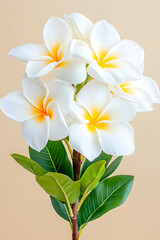 Naklejka premium White Plumeria blossoms on a beige background; perfect for tropical-themed decor or greeting cards