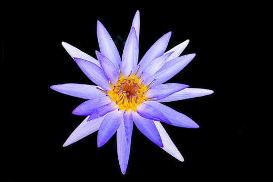 The purple-yellow and white water lily (Nymphaea tetragona), commonly known as the dwarf water lily, is a water lily in the Nymphaeaceae family. This photo was taken in Myanmar.
