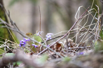 
small, blue flowers growing among dry branches and leaves.