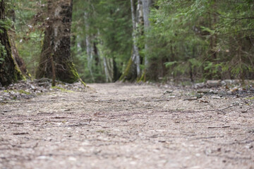 Fototapeta premium a forest path leading through the trees.