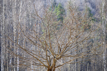 
a tree with bare branches towering over a forest of leafless trees.