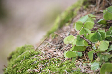 
a green sorrel growing on a moss-covered tree trunk.