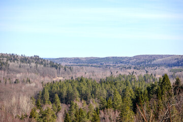 
A vast forested landscape with various trees and clear skies.