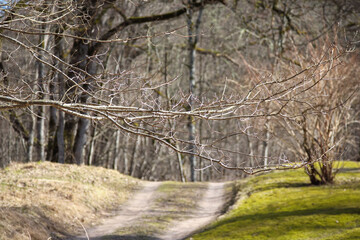 
A landscape with leafless trees, a small meadow with green grass in the center, and a path leading through the forest.