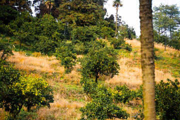 Mandarin orchard. Lush green citrus trees with fresh ripe tangerines. Organic farming business, nature's harvest, seasonal juicy citrus fruits, agriculture, eco-friendly products.