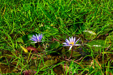 The purple-yellow and white water lily (Nymphaea tetragona), commonly known as the dwarf water...