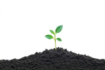 Fresh green seedling with small leaves emerging from a mound of rich dark soil against a transparent background, symbolizing growth, new beginnings and environmental concepts