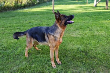 German Shepherd playing in the yard.