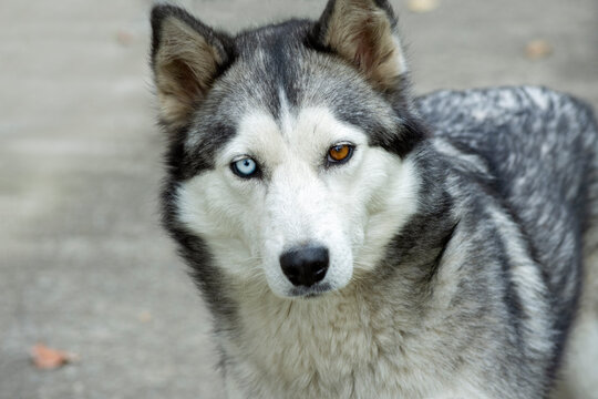 Beautiful siberian husky dog with heterochromia closeup portrait