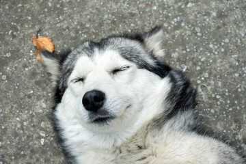 Happy smiling husky dog portrait