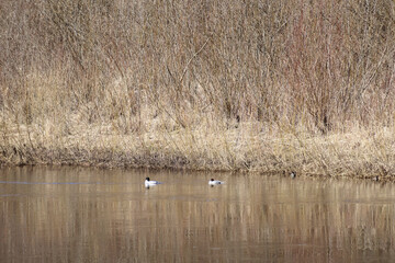 
Two ducks swimming on the water with dry grass in the background.