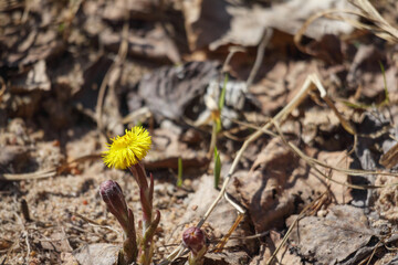 
a yellow marigold flower growing on sandy soil with dry stems.