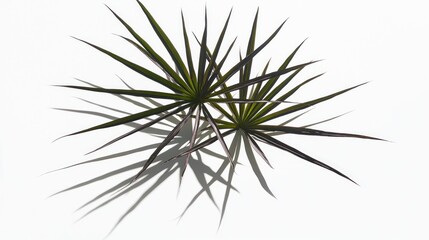 Two spiky green plants casting shadows against a white background.