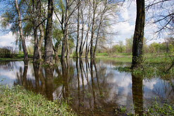Spring flood in the meadow, flooded meadows trees. Water after rain