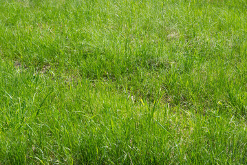 Lush green grass meadow background, grass field texture.	