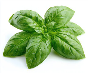 Fototapeta premium basil leaves isolated