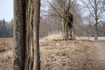 
A tree with rough bark and leafless branches, set in a landscape with dry grass and leafless trees in the background, appears to be on the side of the road.