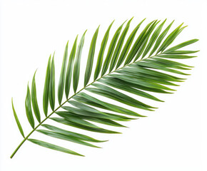 palm branch isolated