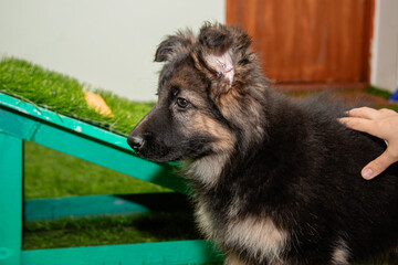 Purebred German Shepherd puppies play in a dog hotel.
