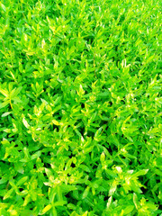 Lush Green Ground Cover Plants in a Natural Setting