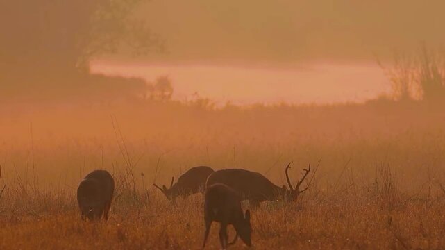 Deer are grazing in the golden grassland.