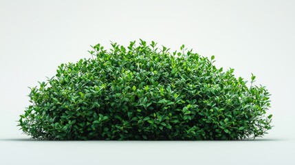 Obraz premium A lush green bush with dense foliage against a plain background.