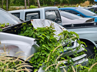 Abandoned cars after accidents in a dense overgrown setting