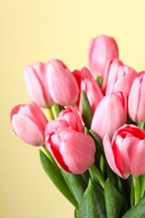 Beautiful fresh tulips on color background
